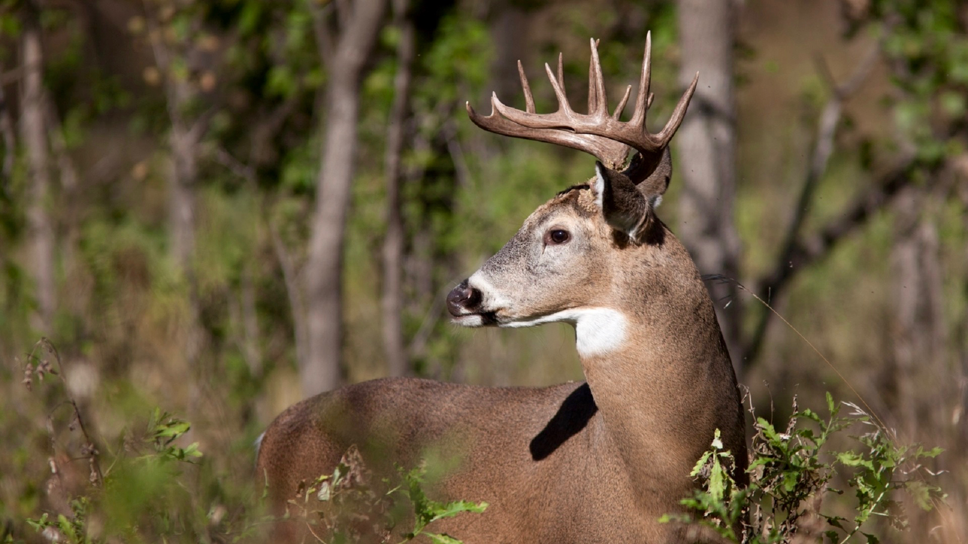6 Incredible Pro Secrets For Patterning Big Bucks This Fall Outdoor 