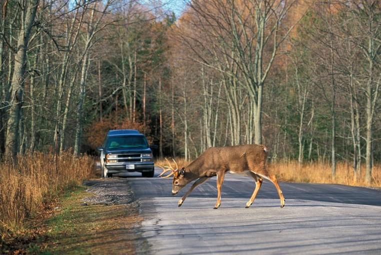 Deer on the road