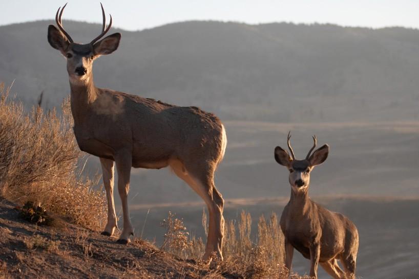 Top cartridges & bullets for mule deer