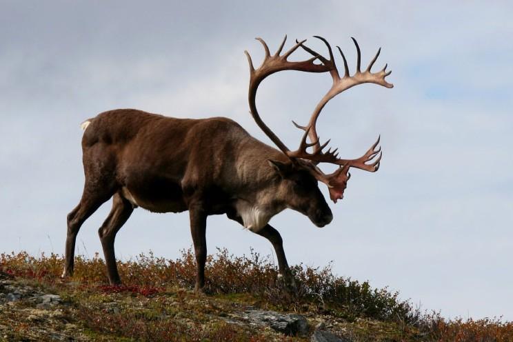 Top cartridges & bullets for caribou