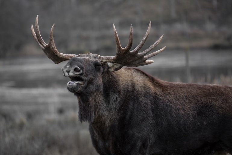 Bull moose