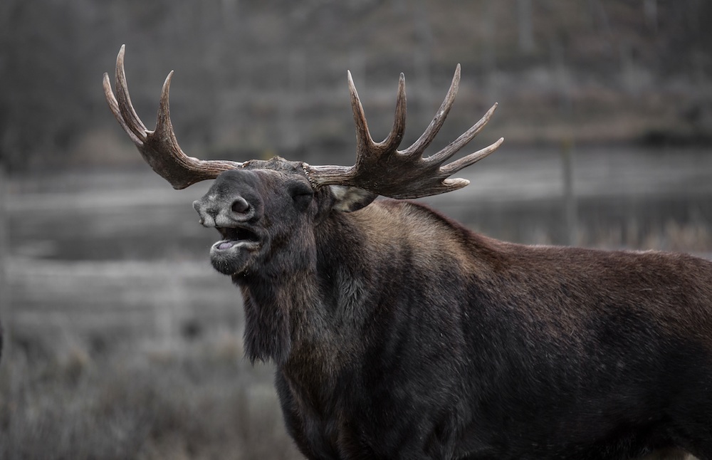 Bull moose