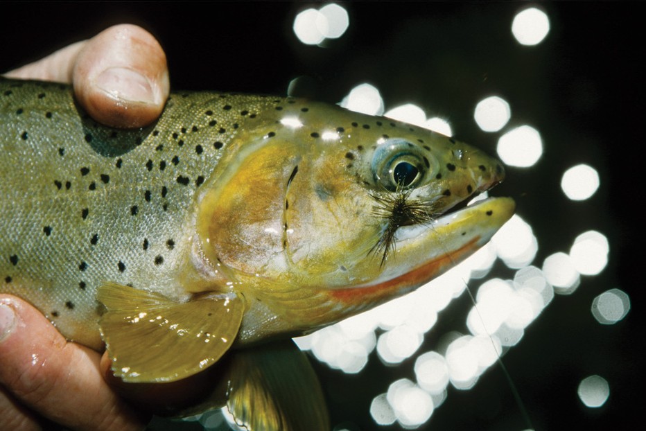 Climbing mountains for westlope cutthroat trout • Outdoor Canada