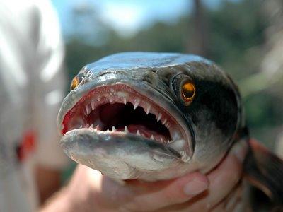 Saskatchewan targets the northern snakehead