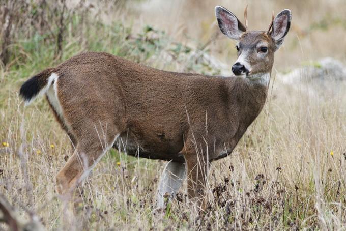 B.C.'s Gulf Islands need hunters • Outdoor Canada