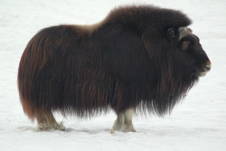 Muskoxen