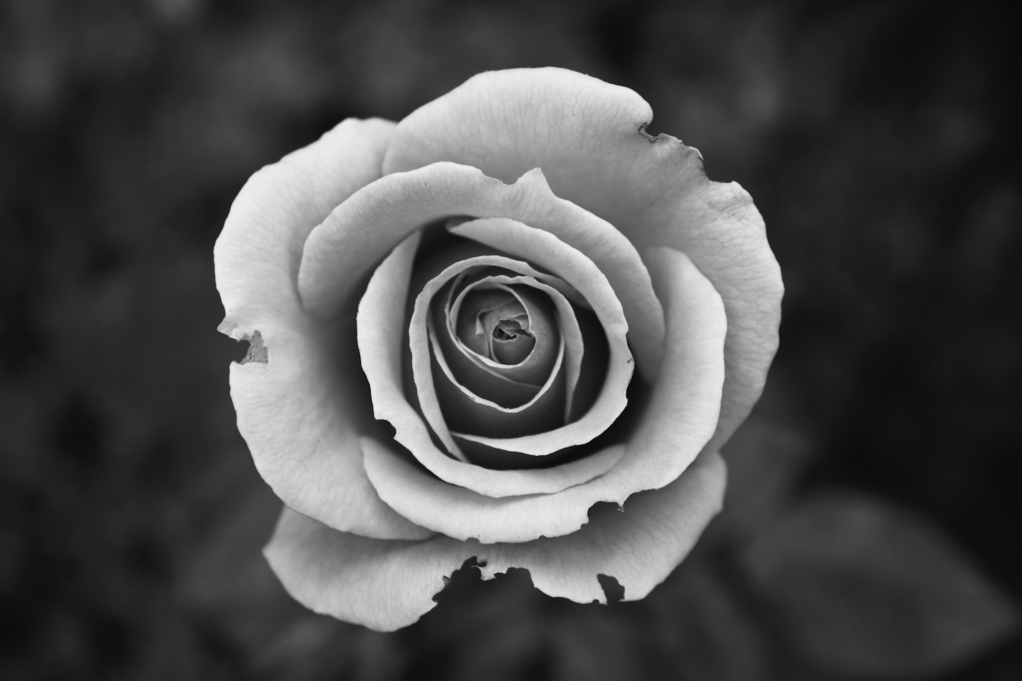 Black and white photo of a white rose in bloom