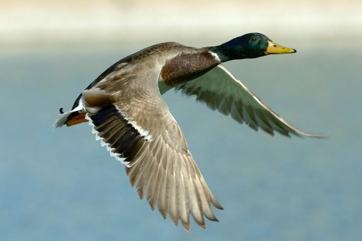 Where to find waterfowl in Newfoundland