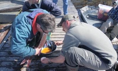 MNR biologists remove eggs from a muskellunge to be cultured, hatched and reared at Fleming College in Lindsay.