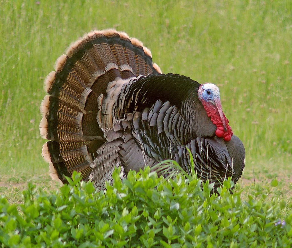 6 Fall Turkeyhunting Tips • Outdoor Canada