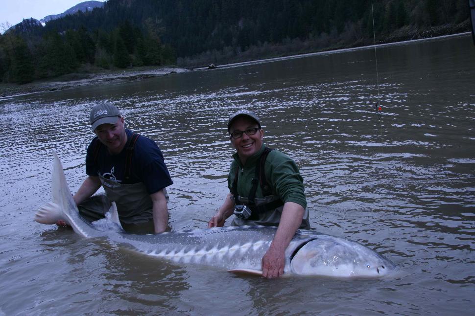 Close, but no cigar: this giant was just three inches short of Ted Cawkwell's personal best sturgeon