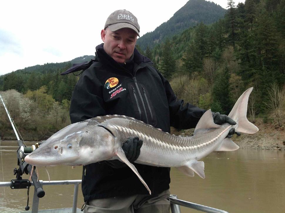 My second sturgeon: A respectable four foot two inch specimen. So cool.