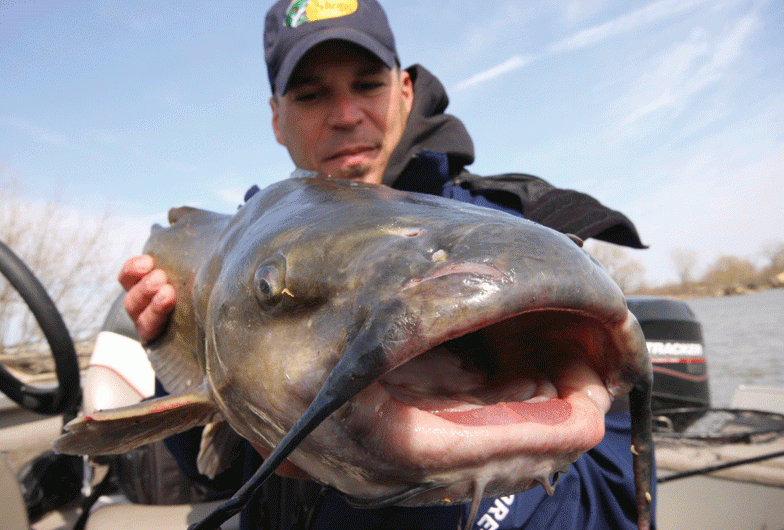 Expert tips and tactics for catching Manitoba's mighty channel catfish •  Outdoor Canada