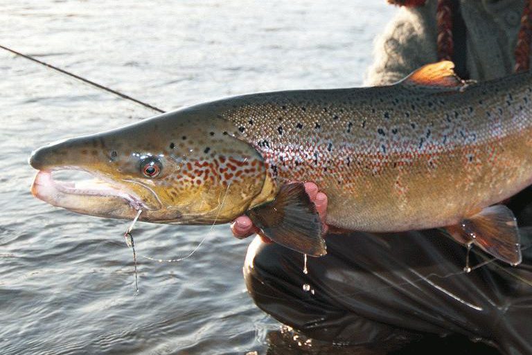 Image Via: Naotoaoki