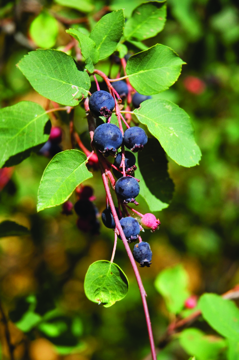 Saskatoon Berry (Amelanchier alnifolia)