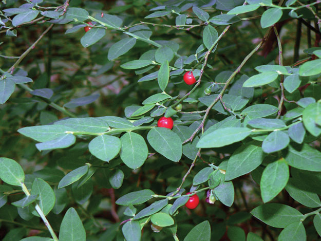 Red Huckleberry (Vaccinium parvifolium)