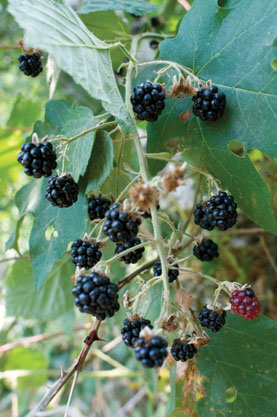 Trailing Blackberry Rubus (ursinus subsp. macropetalus)