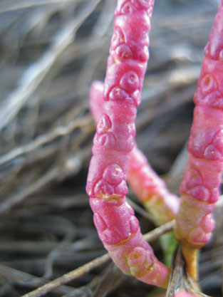 Red Glasswort (Salicornia rubra)