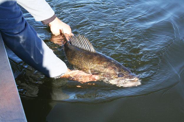 Where, when and how to catch river-dwelling walleye