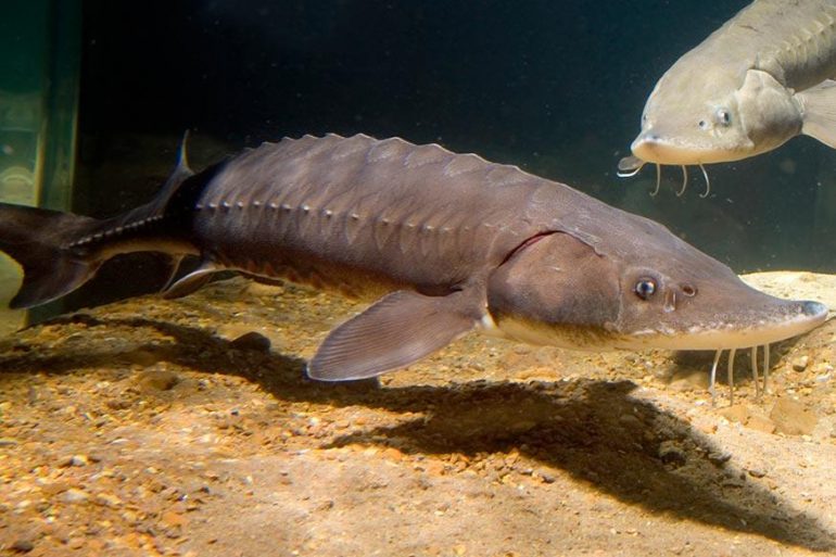 A two-metre lake sturgeon caught in Canada in 1953 was 152 years old. Historic overfishing, dams and pollution now threaten this remarkable fish with extinction.