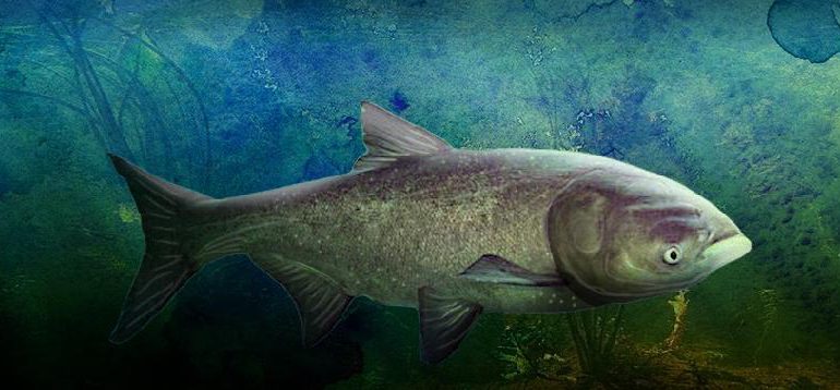 Credit: Asiancarp.ca