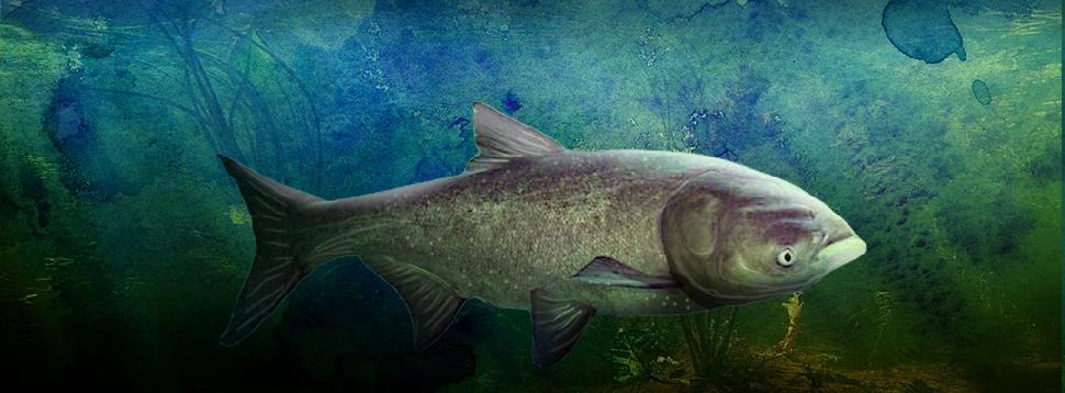 Ontario Federation of Anglers and Hunters launches series of Asian Carp  information sessions • Outdoor Canada