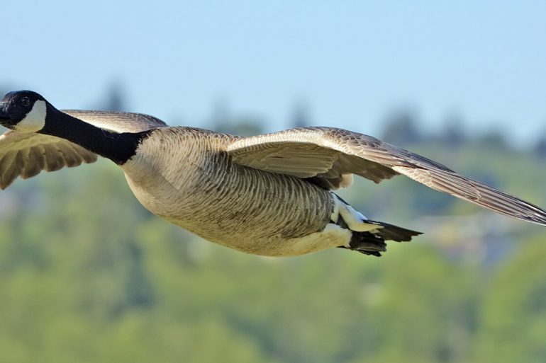 Canada goose