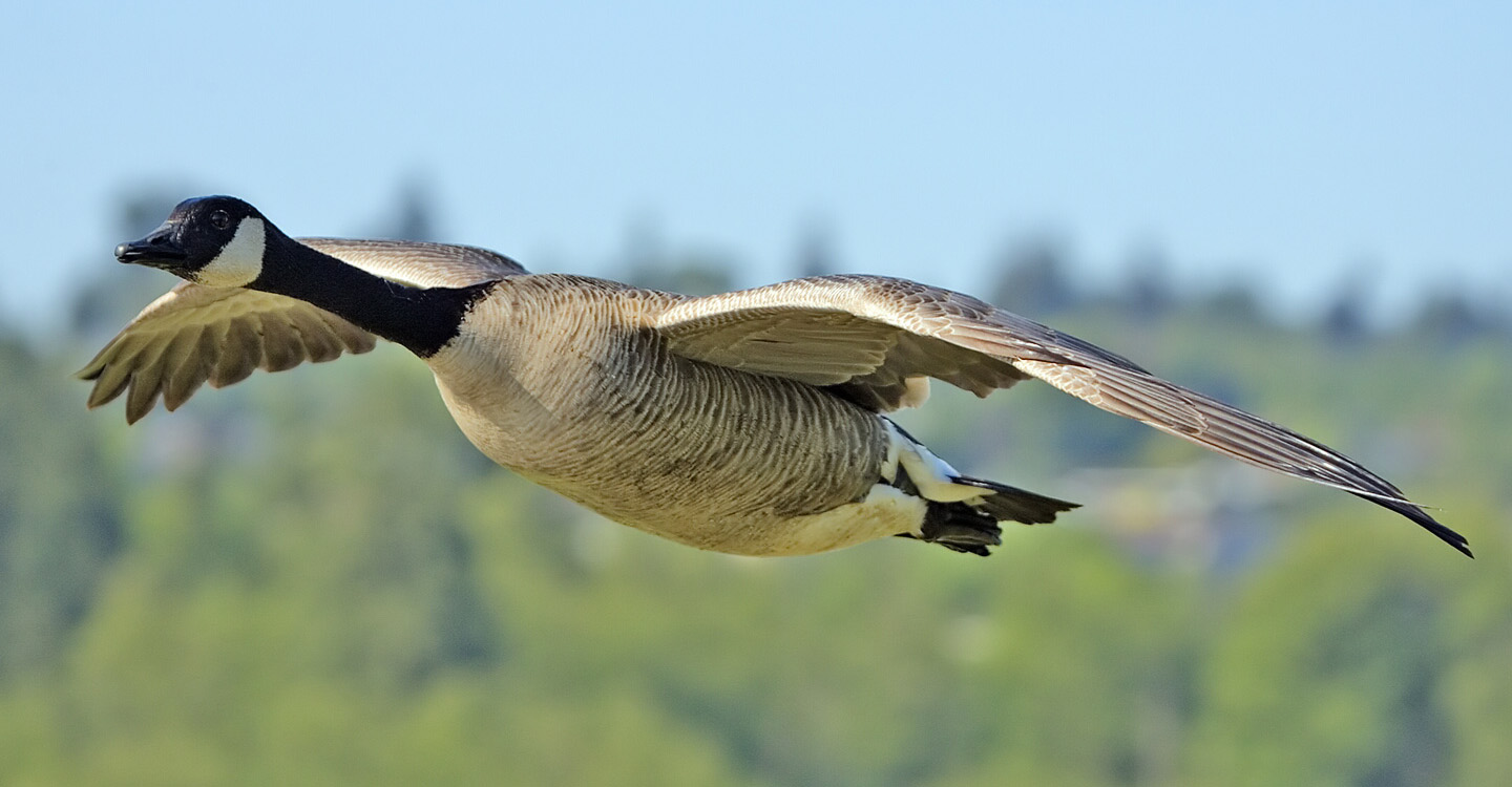 Canada goose