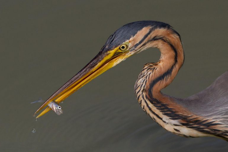 Image Via: Pierre Dalous