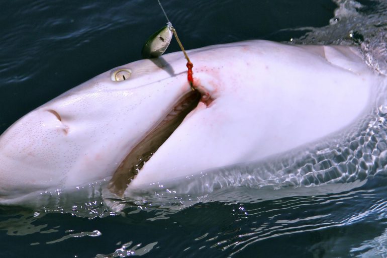 Against all odds, the huge shark was lip-hooked