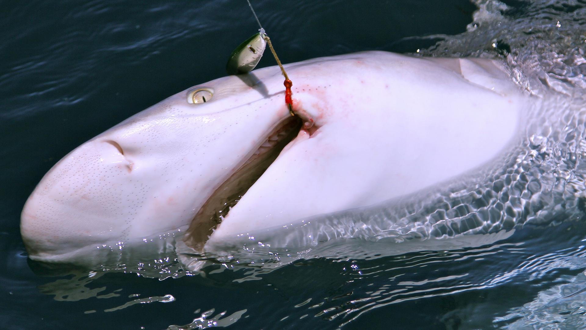 Against all odds, the huge shark was lip-hooked