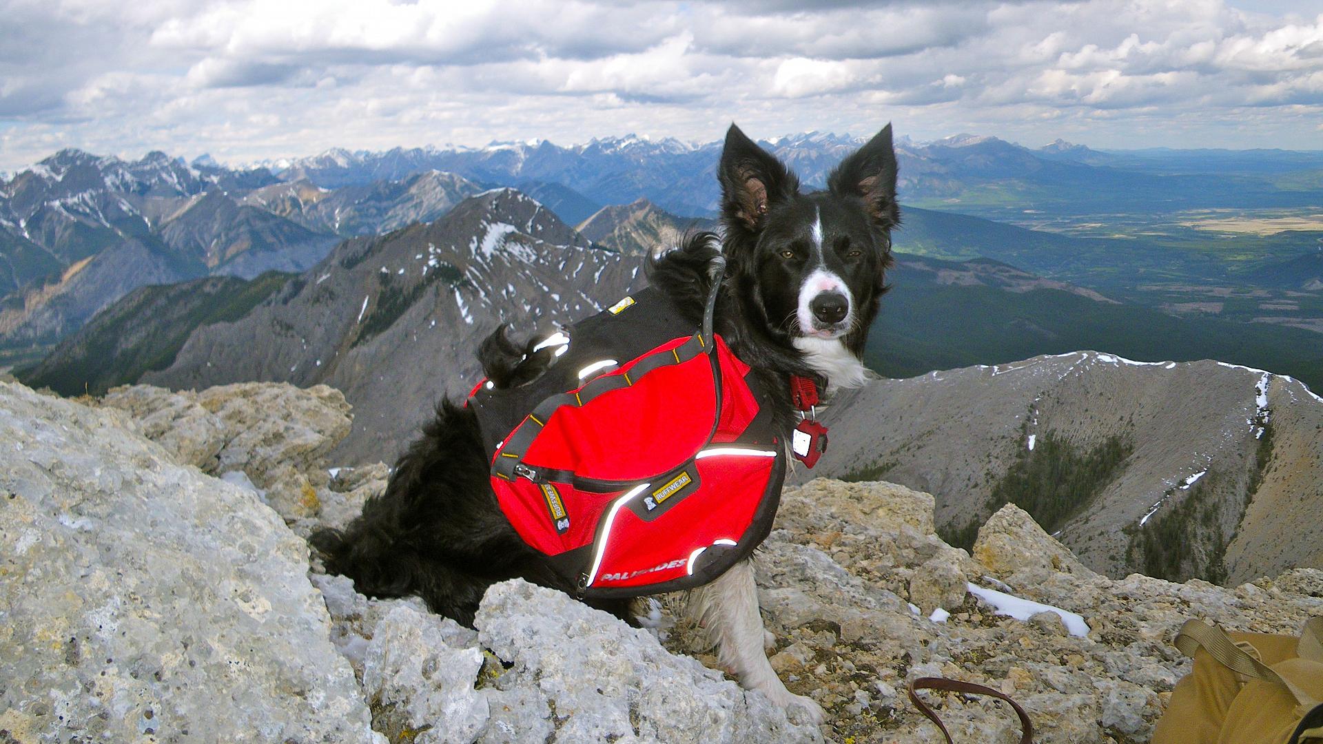 Why it’s high time for Alberta to legalize pack dogs