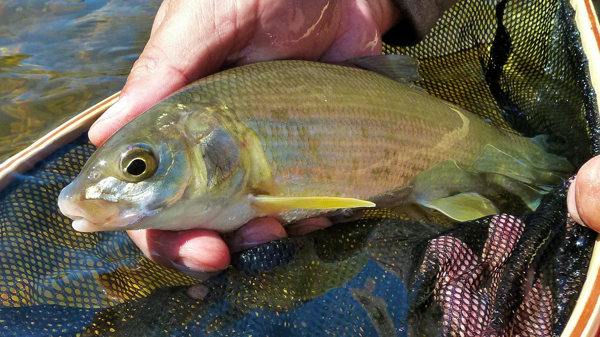 Why you’ve got to try fishing for mountain whitefish