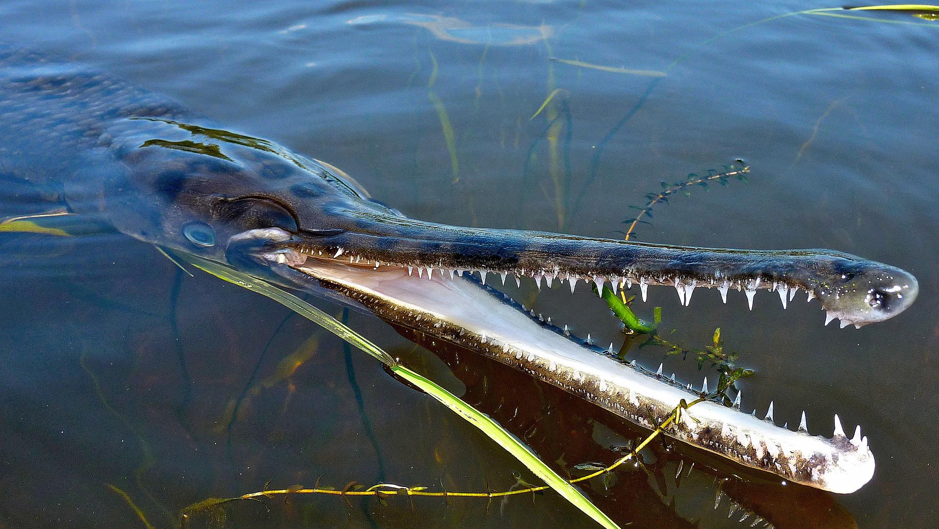 Uncommon Catches Week: How to land 3 of Canada’s most underrated sportfish