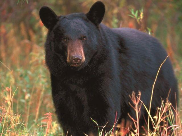 Black bear