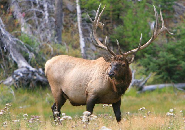 Elk