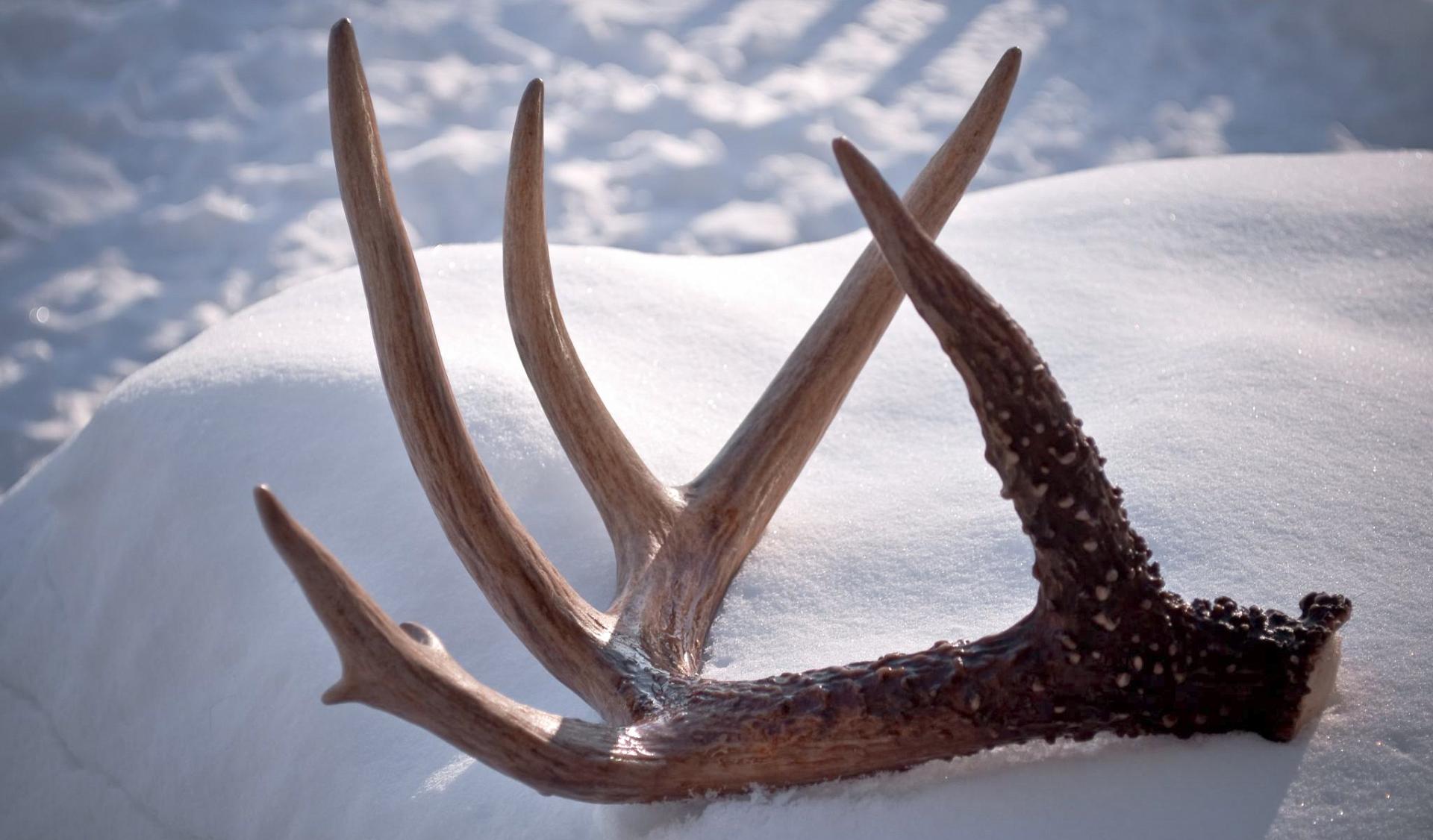 The magical allure of whitetail deer antlers