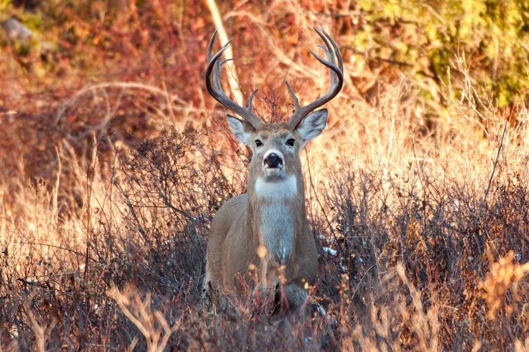 Image Via: Nick Trehearne