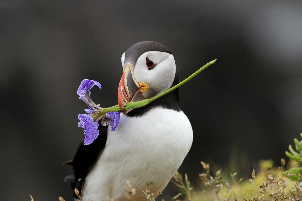 Pretty puffin