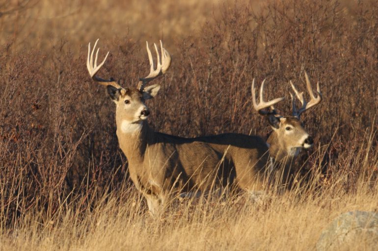 Image Via: Tourism Saskatchewan/Brian Wolitski