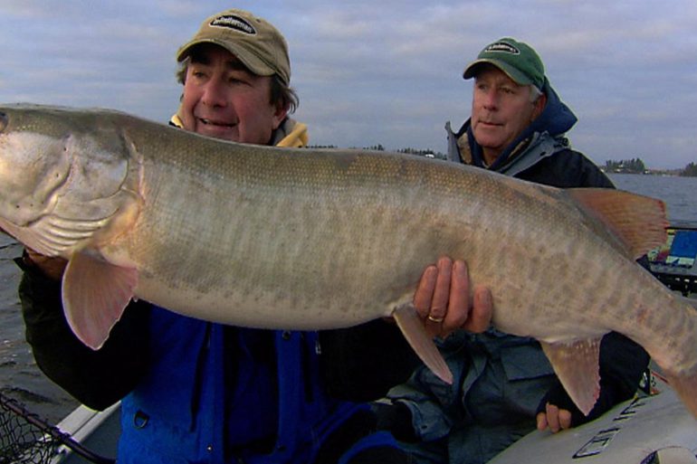 Toothy Critter Time On Top