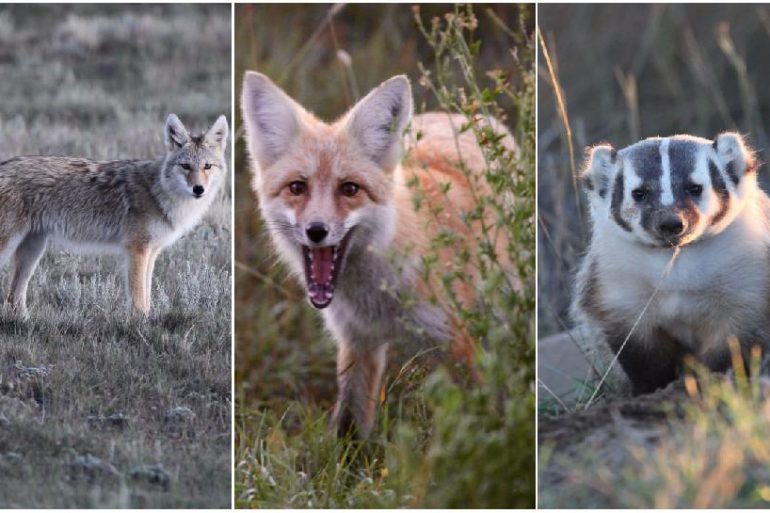 Image Via: Brad Fenson