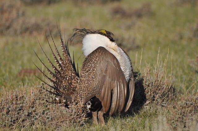 Sage grouse