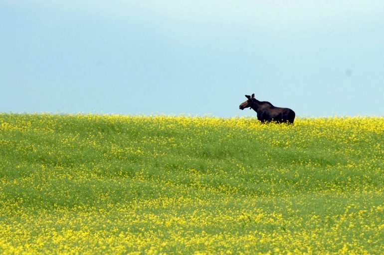 Image Via: Jeff Fisher