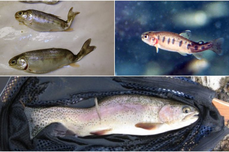 Whirling disease found in Alberta's Upper Bow River