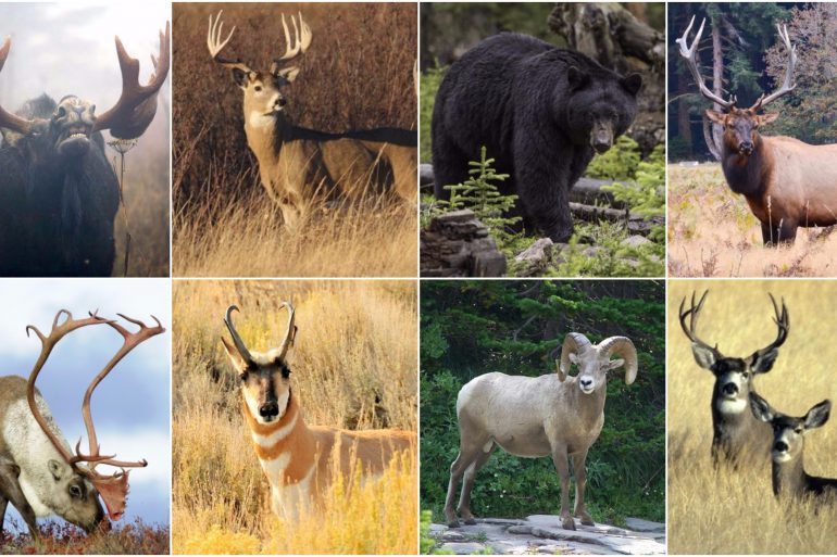 The 11 best cartridges for downing Canada's big game animals