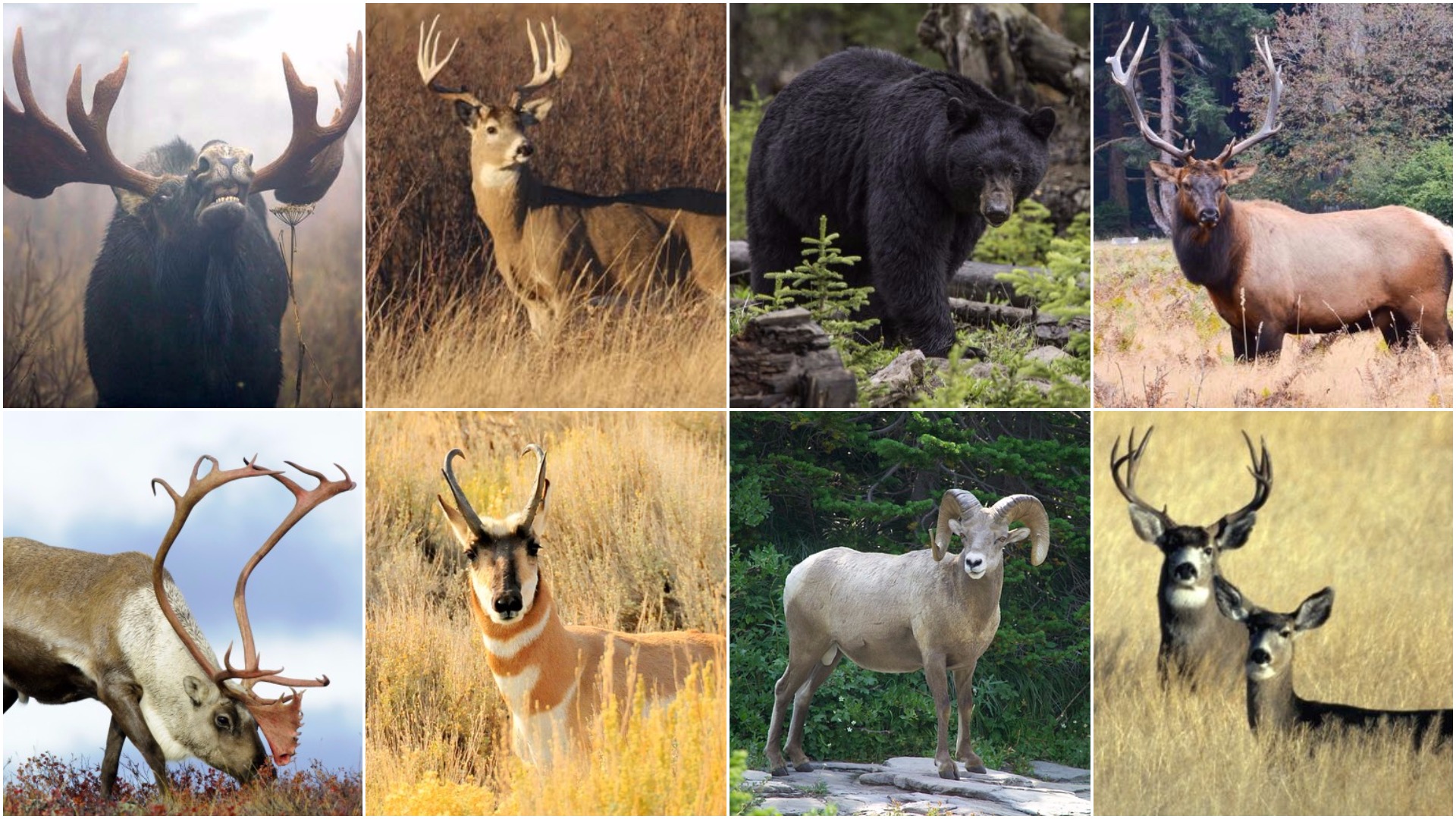 The 11 best cartridges for downing Canada's big game animals