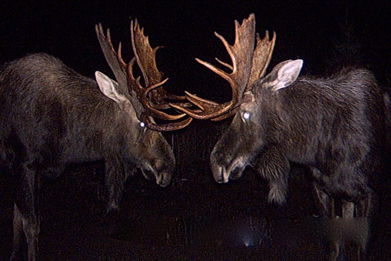 Image Via: Jason Turnbull