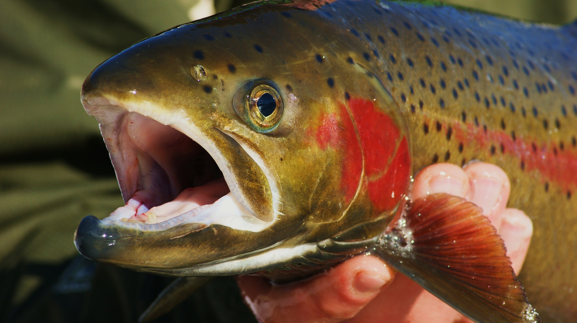 The 7 must-have flies for trout anglers in the West • Page 3 of 8 • Outdoor  Canada