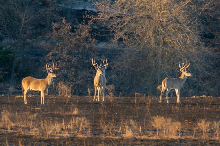 Image Via: Larry Smith